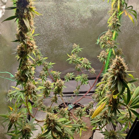 Dirty Diana growlog photo: Right before harvesting