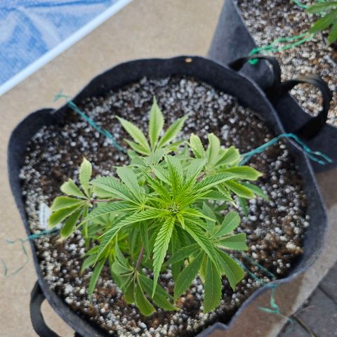 Cherry Glue Fritter Licker growlog timeline photo