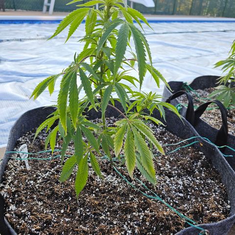 Cherry Glue Fritter Licker growlog timeline photo