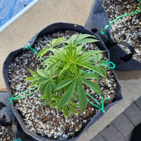 Cherry Glue Fritter Licker growlog timeline photo