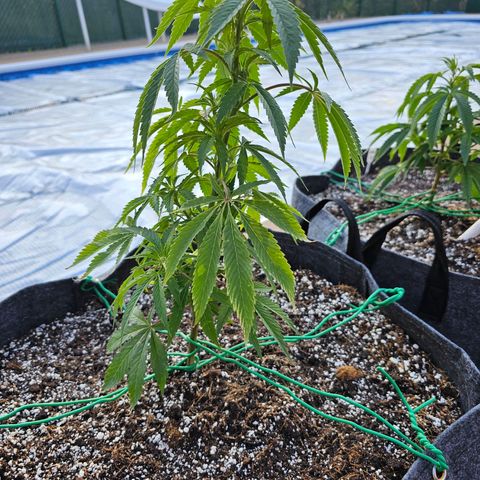 Cherry Glue Fritter Licker growlog timeline photo