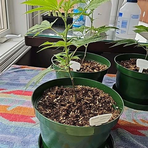 Cherry Glue Fritter Licker growlog timeline photo