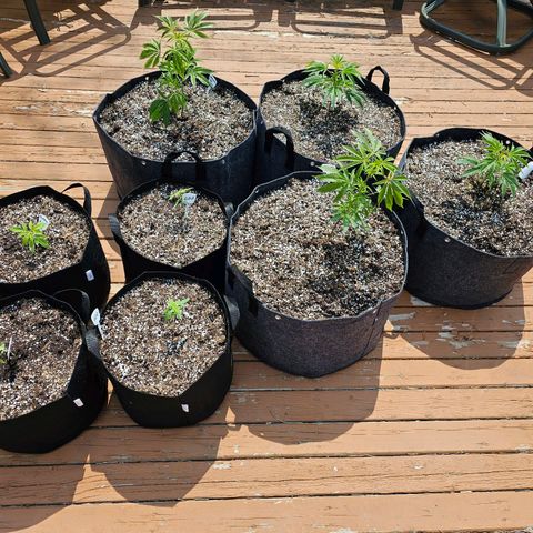 Cherry Glue Fritter Licker growlog timeline photo
