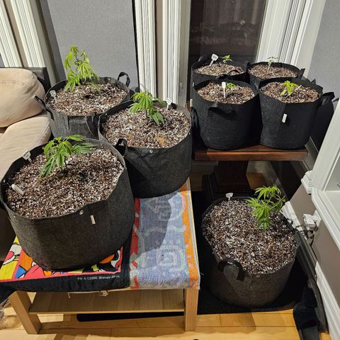 Cherry Glue Fritter Licker growlog timeline photo