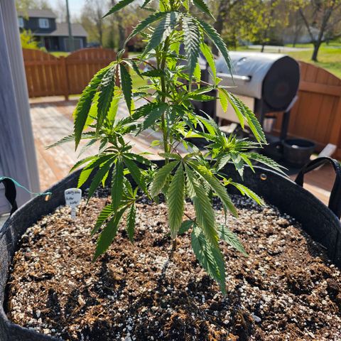 Cherry Glue Fritter Licker growlog timeline photo