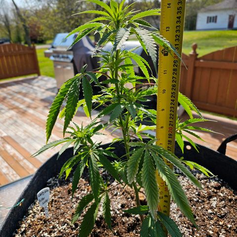 Cherry Glue Fritter Licker growlog timeline photo