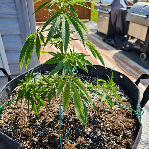 Cherry Glue Fritter Licker growlog timeline photo