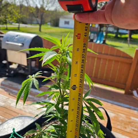 Cherry Glue Fritter Licker growlog timeline photo