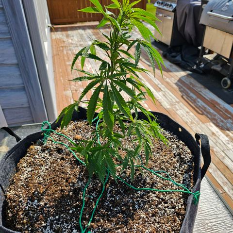Cherry Glue Fritter Licker growlog timeline photo