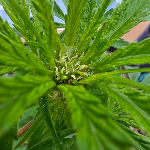 Cherry Glue Fritter Licker growlog photo: Start of flowering? 