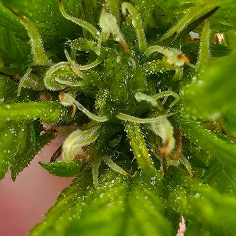 Cherry Glue Fritter Licker growlog timeline photo