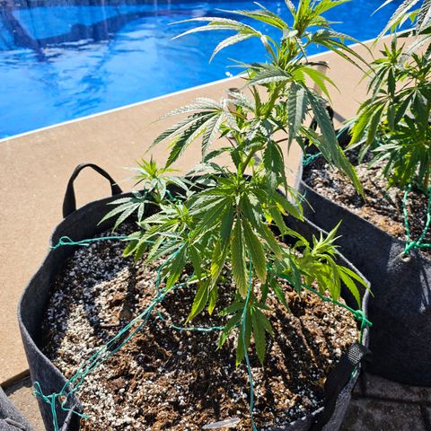 Cherry Glue Fritter Licker growlog timeline photo
