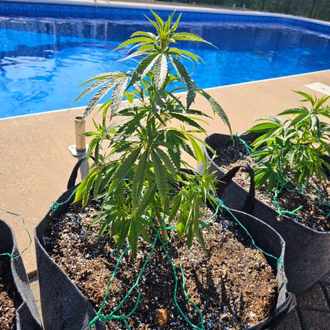 Cherry Glue Fritter Licker growlog timeline photo