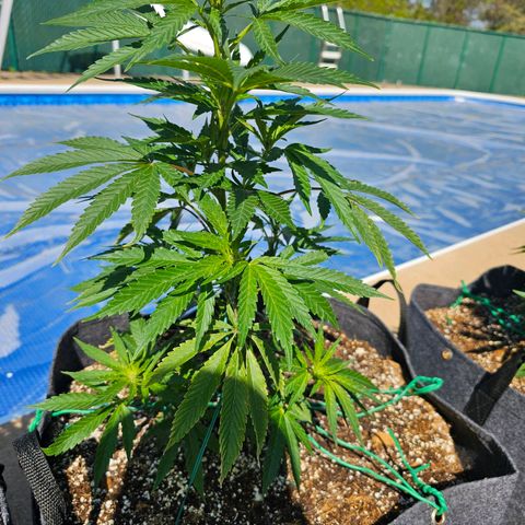 Cherry Glue Fritter Licker growlog timeline photo