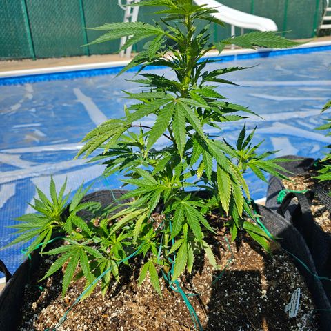 Cherry Glue Fritter Licker growlog timeline photo