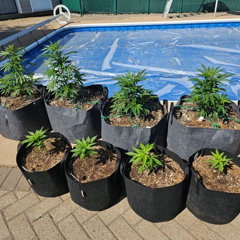 Cherry Glue Fritter Licker growlog timeline photo