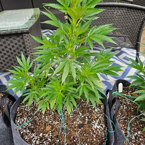 Cherry Glue Fritter Licker growlog timeline photo