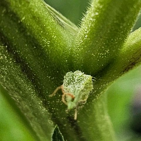 Cherry Glue Fritter Licker growlog timeline photo