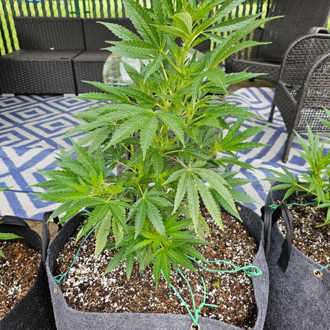 Cherry Glue Fritter Licker growlog timeline photo