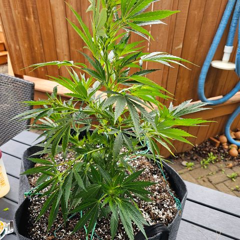Cherry Glue Fritter Licker growlog timeline photo