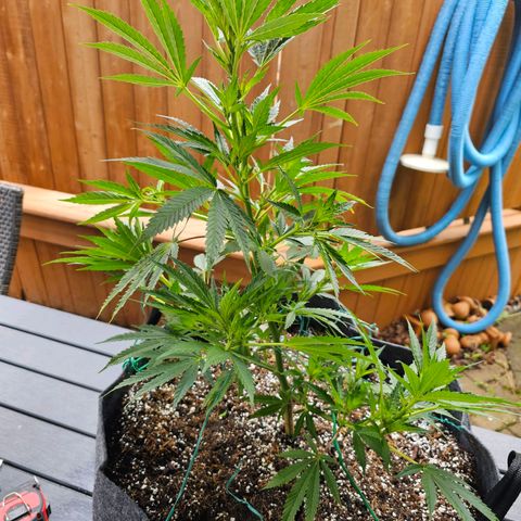 Cherry Glue Fritter Licker growlog timeline photo