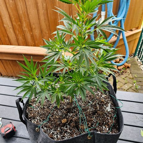 Cherry Glue Fritter Licker growlog timeline photo