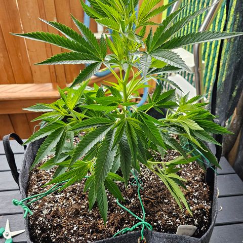 Cherry Glue Fritter Licker growlog timeline photo