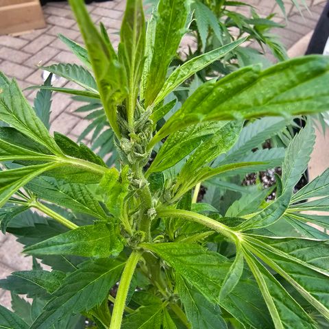 Cherry Glue Fritter Licker growlog timeline photo
