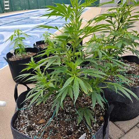 Cherry Glue Fritter Licker growlog timeline photo