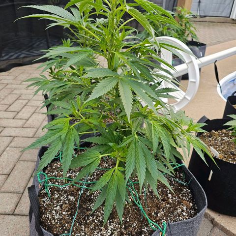 Cherry Glue Fritter Licker growlog timeline photo
