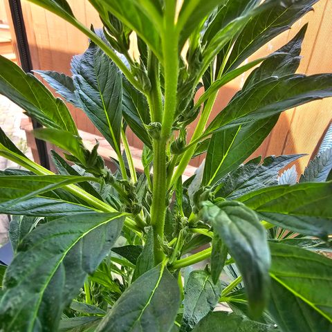 Cherry Glue Fritter Licker growlog timeline photo