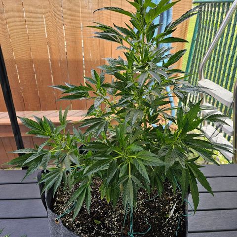 Cherry Glue Fritter Licker growlog timeline photo