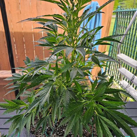 Cherry Glue Fritter Licker growlog timeline photo