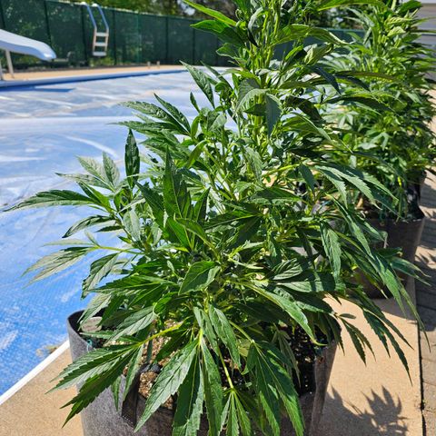 Cherry Glue Fritter Licker growlog timeline photo