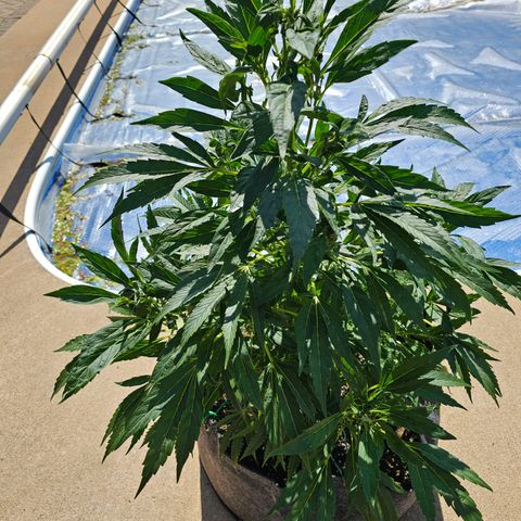Cherry Glue Fritter Licker growlog timeline photo
