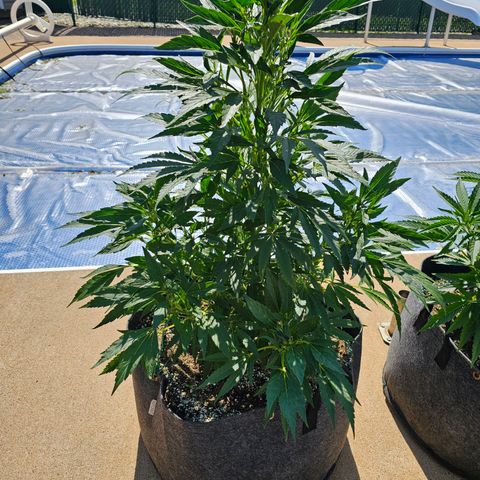 Cherry Glue Fritter Licker growlog timeline photo