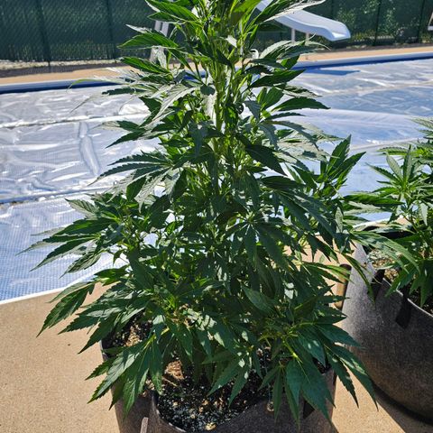 Cherry Glue Fritter Licker growlog timeline photo