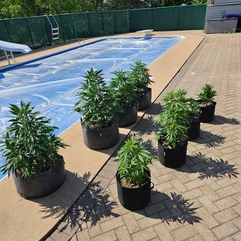 Cherry Glue Fritter Licker growlog timeline photo