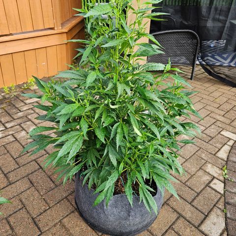 Cherry Glue Fritter Licker growlog timeline photo