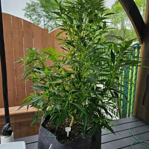 Cherry Glue Fritter Licker growlog timeline photo