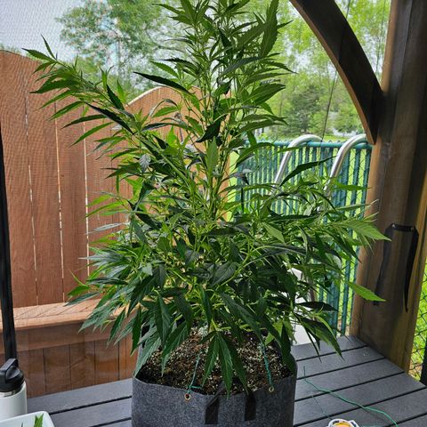 Cherry Glue Fritter Licker growlog timeline photo