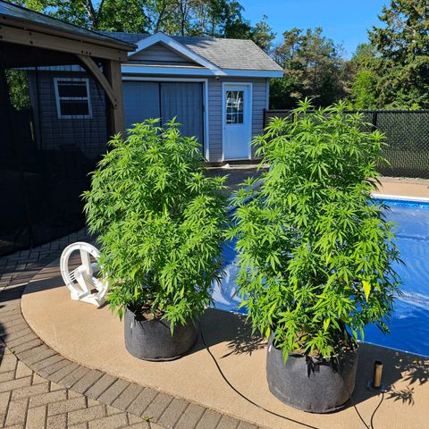 Cherry Glue Fritter Licker growlog timeline photo