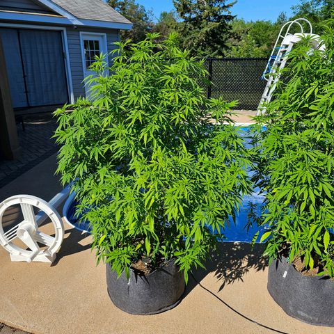 Cherry Glue Fritter Licker growlog timeline photo