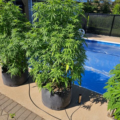 Cherry Glue Fritter Licker growlog timeline photo
