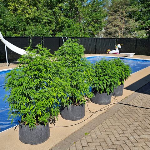 Cherry Glue Fritter Licker growlog timeline photo