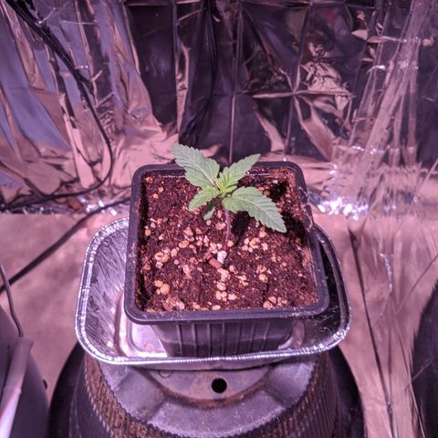 S2e1 new "hope" growlog timeline photo