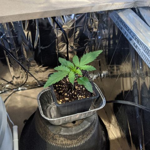 S2e1 new "hope" growlog timeline photo