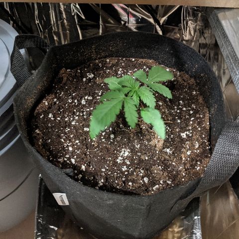 S2e1 new "hope" growlog photo: 5 leaf. 3rd level with 4th showing