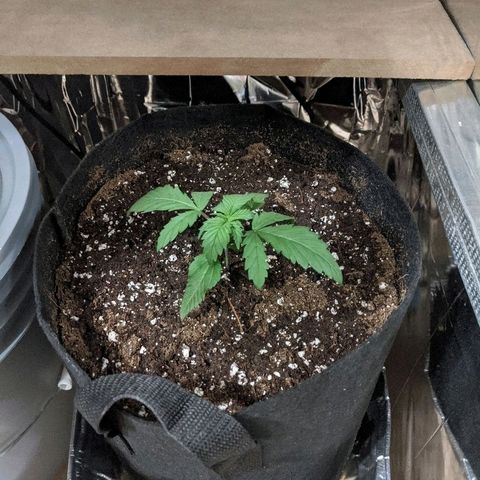 S2e1 new "hope" growlog timeline photo