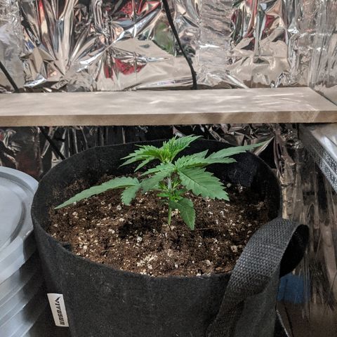 S2e1 new "hope" growlog timeline photo